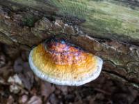 Baumschwamm in orange mit weißem Rand auf Kiefernstamm